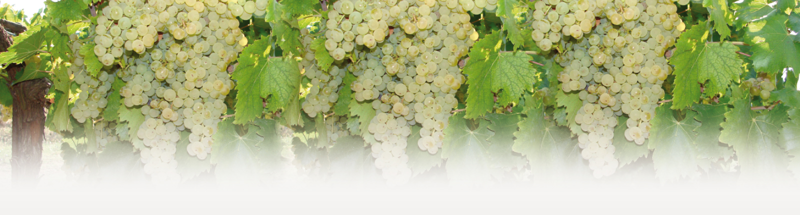 Frascati Wine | Casal Pilozzo